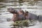 Common Hippopotamus Calf