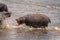 Common hippopotamus chases away another in river