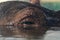 A common hippopotamus eye Hippopotamus amphibius partially submerged water view very close up