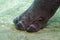 A common hippopotamus foot and toes Hippopotamus amphibius underwater view very close up