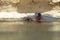 A common hippopotamus Hippopotamus amphibius eye at water level