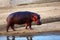 The common hippopotamus Hippopotamus amphibius or hippo on the banks of the African river. A large male hippo on the other side