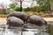 Common hippopotamus, hippopotamus amphibius, or hippo is common to Africa.