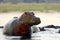 The common hippopotamus Hippopotamus amphibius, or hippo emerges at dusk from the lake shore