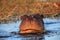 The common hippopotamus Hippopotamus amphibius, or hippo grazing in a river with water lily leaf on the nose