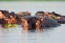 The common hippopotamus Hippopotamus amphibius, or hippo a group of hippos in the water, next to the largest hippopotamus clump