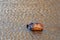 Common Hippopotamus [hippopotamus amphibius] surfacing for air by in a lake in Africa