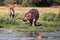 The common hippopotamus Hippopotamus amphibius, young hippo standing on riverbank