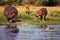 The common hippopotamus Hippopotamus amphibius, young hippo standing on riverbank