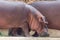 A common hippopotamus peers eats next to its mate Hippopotamus amphibius