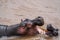 Common hippopotamus playing in the water