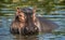 Common hippopotamus in the water.