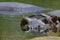 Common hippopotamus in the water. Portrait of an amphibian hippo.