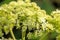 Common hog-weed, flower