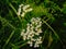 Common Hoghweed flowers - Heracleum sphondylium