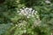 Common hogweed close up