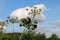 Common Hogweed flower and seed heads, Heracleum sphondylium, Cow Parsnip, Eltrot, side view, countryside and blue sky background