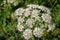Common hogweed flowers