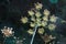 Common Hogweed seed heads, Heracleum sphondylium, Cow Parsnip, Eltrot, sunlit close-up from below on a dark background