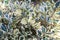 Common holly Ilex aquifolium Aurea marginata, golden white and green leaves