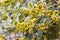 Common holly Ilex aquifolium Aureamarginata, yellow berries