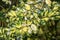 Common holly Ilex aquifolium Golden milkmaid , golden yellow and green