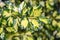 Common holly, Ilex aquifolium Golden milkmaid, golden-yellow and green leaves