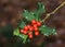 Common holly, red berries with spiny leaves
