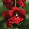 Common hollyhock alcea rosea, blooming deep red flower heads, vertical stem and raindrops, large detailed sunny horizontal macro