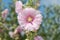 Common hollyhock alcea rosea  flowers
