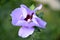 Common hollyhock flower