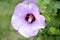 Common hollyhock flower