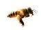 Common Honeybee on White Background.