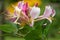 Common honeysuckle lonicera periclymenum flower