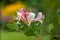 Common honeysuckle lonicera periclymenum flower