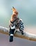 Common hoopoe