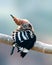 Common hoopoe