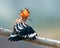 Common hoopoe