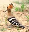 Common hoopoe