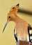 Common hoopoe