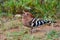 Common Hoopoe Bird