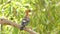 Common Hoopoe bird on branch in nature.