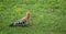 A Common Hoopoe Bird  Upupa epops  on the grass