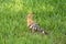 A Common hoopoe on the ground foraging
