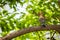 Common Hoopoe, Upupa epops, bird, perched on tree branch