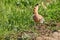 Common Hoopoe Upupa epops Eurasian Hoopoe