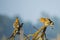 Common Hoopoes on Branches, Grooming