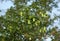 Common Hop plant Humulus lupulus