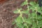 Common horehound or Marrubium Vulgare plant in Zurich in Switzerland