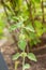 Common horehound or Marrubium Vulgare plant in Zurich in Switzerland